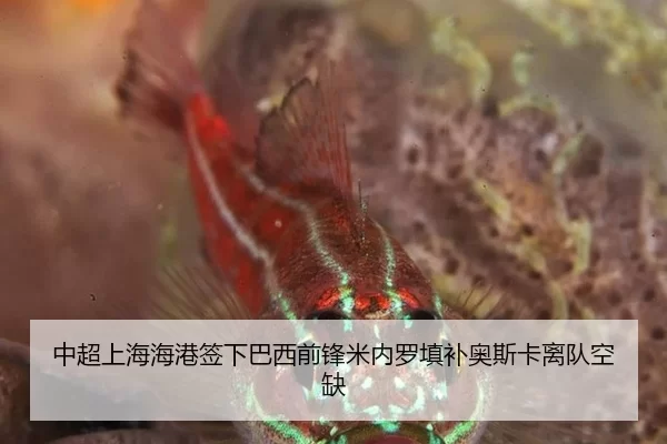 中超上海海港签下巴西前锋米内罗填补奥斯卡离队空缺
